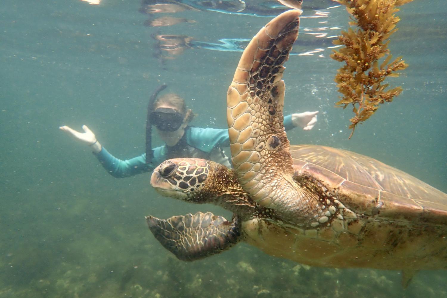 一名<a href='http://pw.ngskmc-eis.net/'>全球十大赌钱排行app</a>学生在Galápagos群岛游学途中与一只巨龟游泳.
